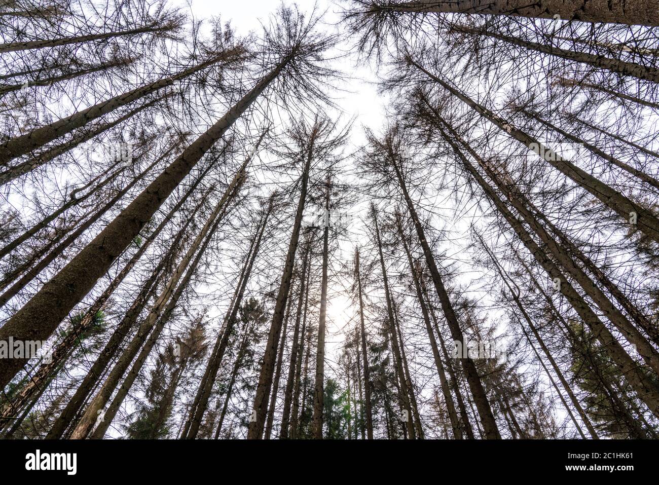 El bosque se resogra en el Parque Natural del Bosque de Arnsberg, más del 70 por ciento de los árboles de picea están enfermos, dañados, en su mayoría por el escarabajo de la corteza, que era Foto de stock