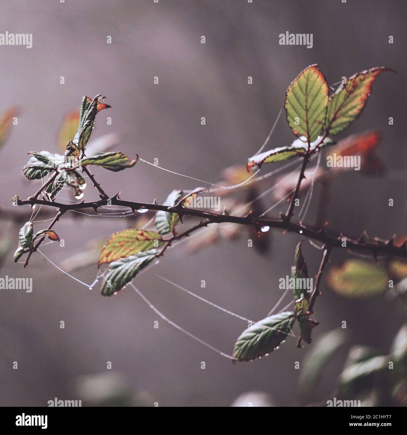 Ramas verdes de arbol fotografías e imágenes de alta resolución Alamy