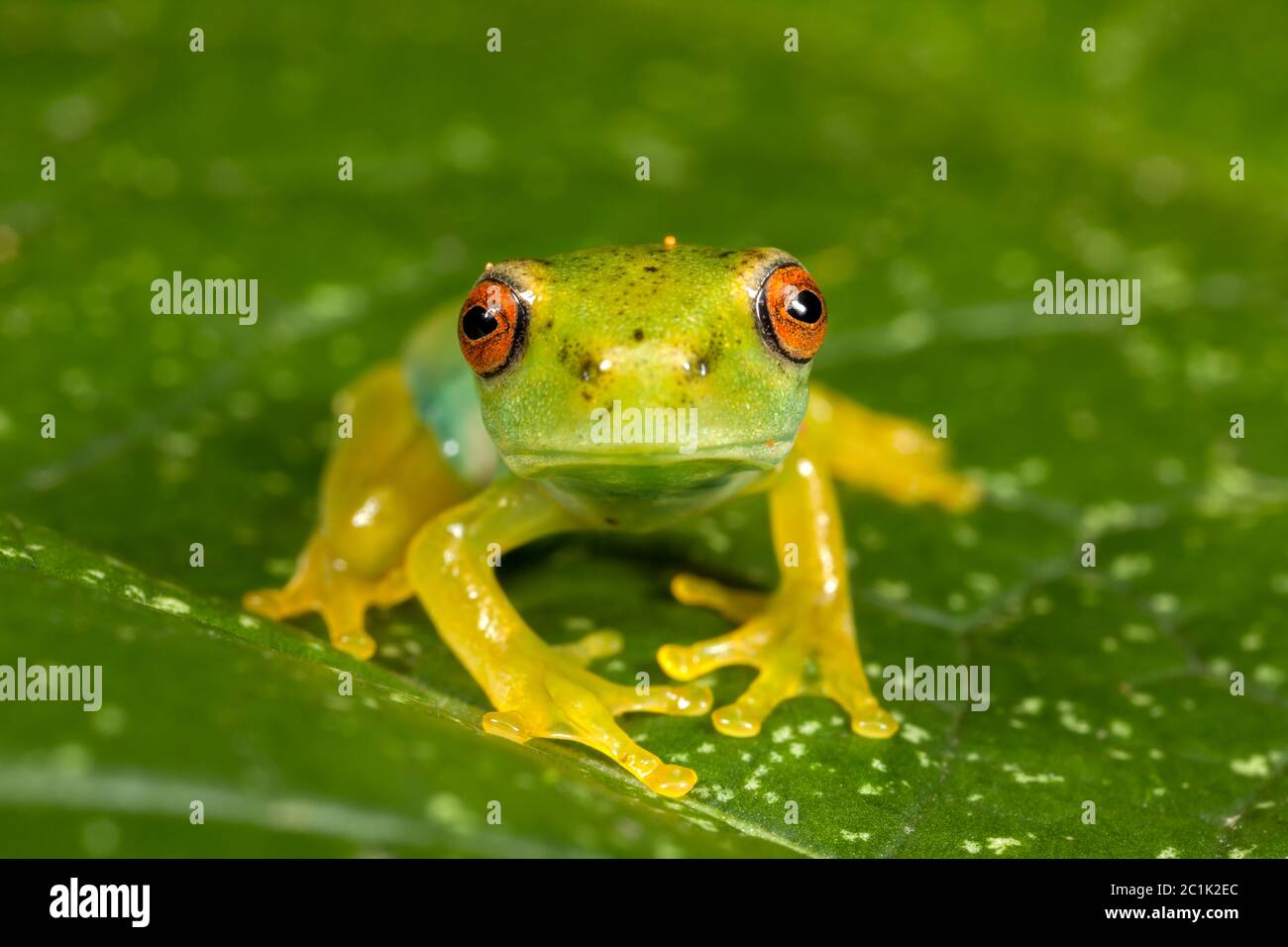 Ojos rojos rana verde en la hoja Foto de stock