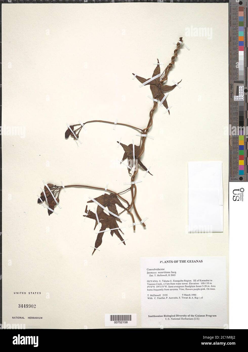 Ipomoea mauritiana Jacq Ipomoea mauritiana Jacq. Foto de stock