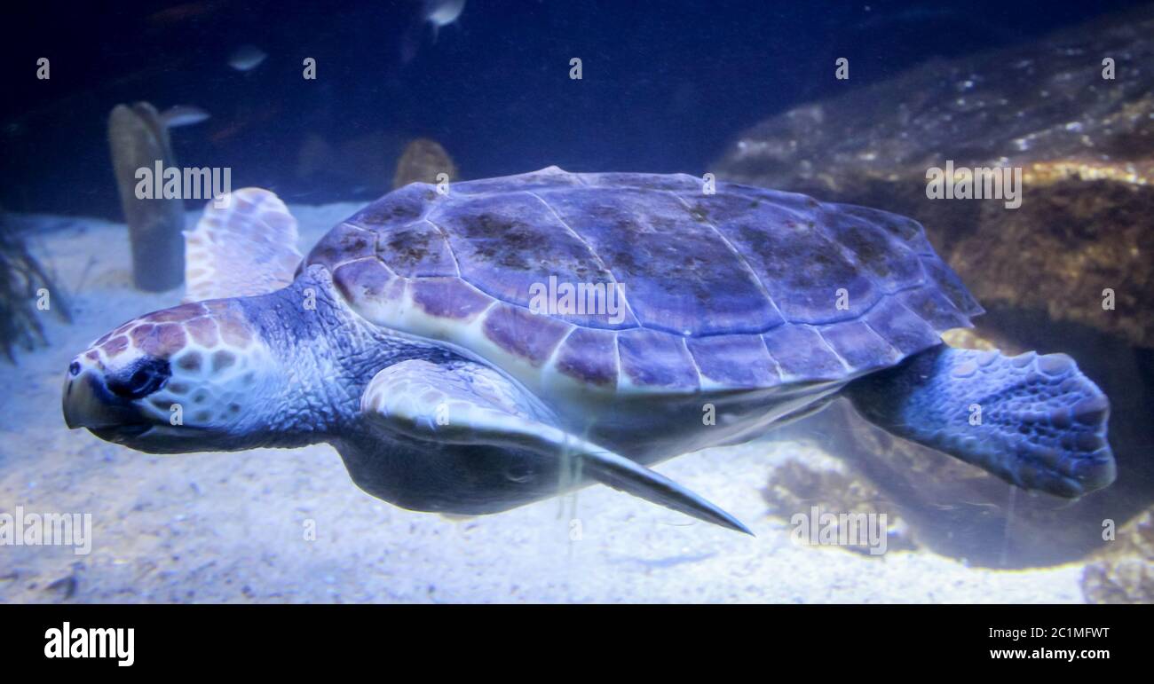 una majestuosa tortuga marina Foto de stock