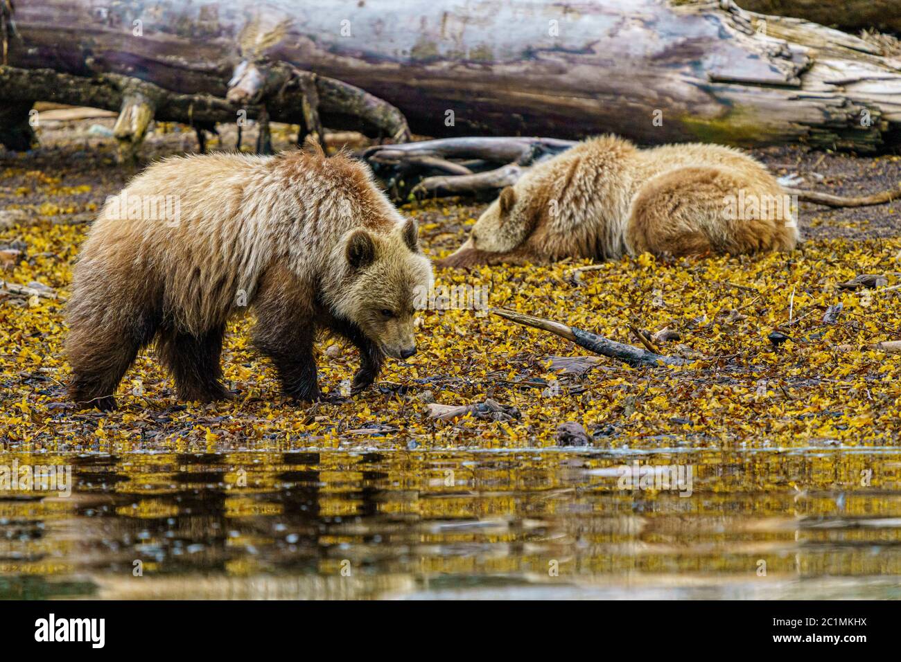 Grizzly oso cachorros walkiong y descansando a lo largo de la zona intertal, Glendale Cove, Territorio de las primeras Naciones, Columbia Británica, Canadá Foto de stock