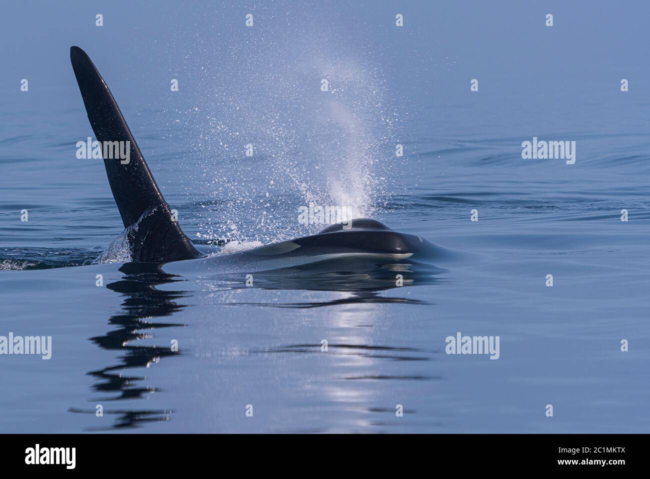 Orcas macho residentes en el norte (orcinus orca) rompiendo la superficie en el estrecho de la Reina Charlotte, Columbia Británica, Canadá Foto de stock