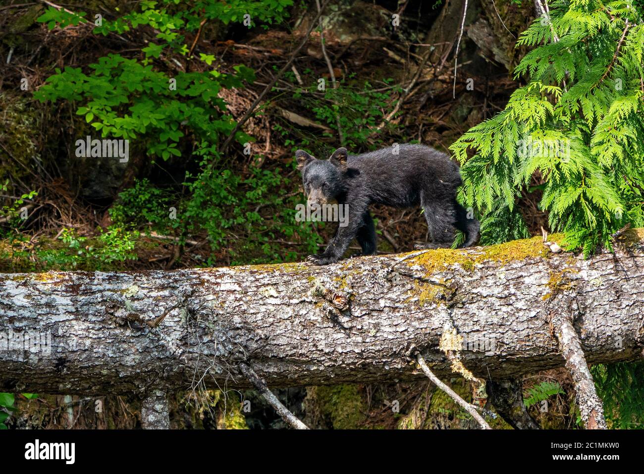 Primer año cachorro de oso negro caminando sobre un árbol en una isla en el Archipiélago de Broughton, Columbia Británica, Canadá. Foto de stock