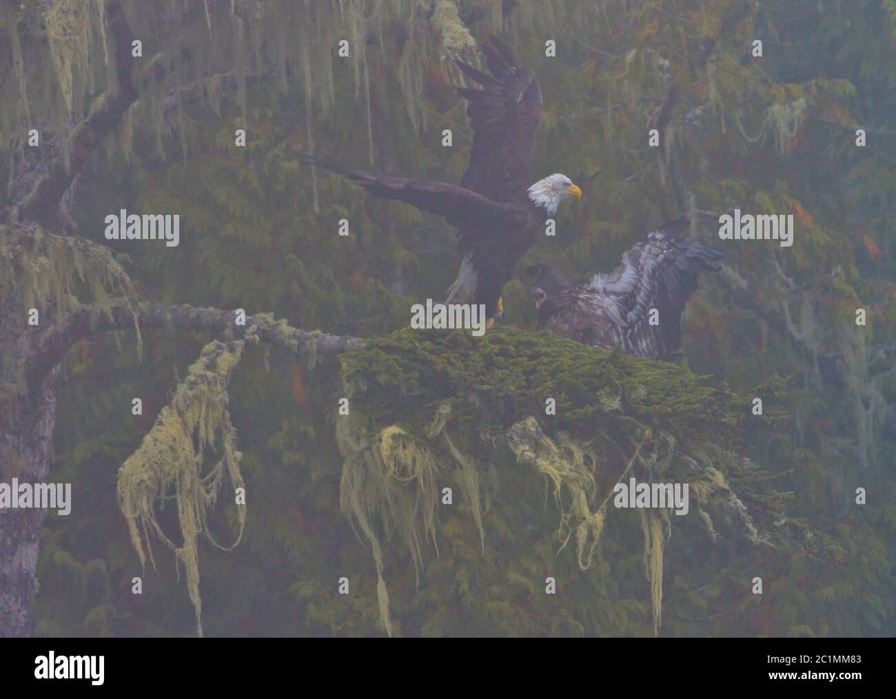 Águila calva adulto y pollito en una mañana foggy en el Archipiélago de Broughton, Territorio de las primeras Naciones, Columbia Británica, Canadá. Foto de stock