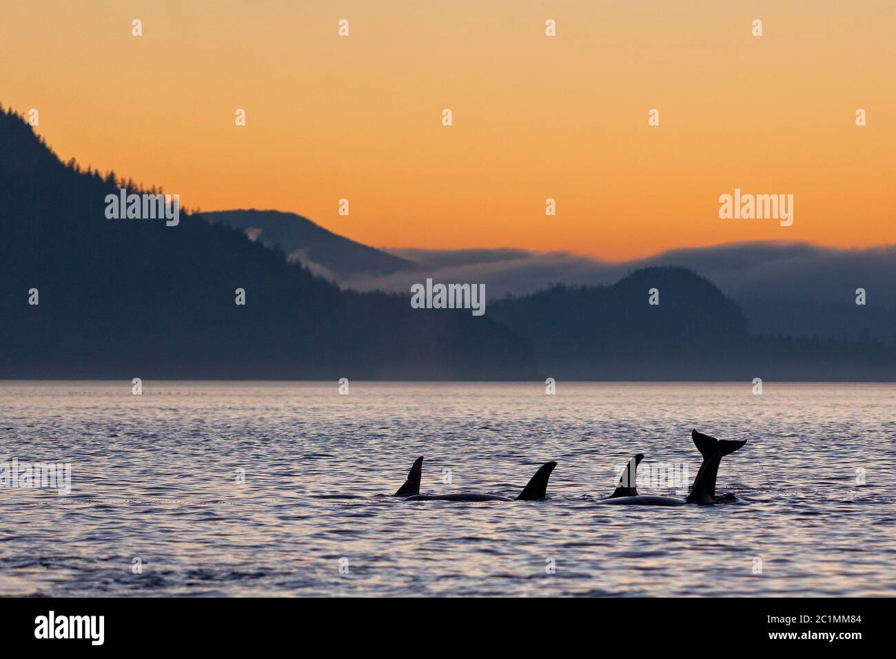 Orcinus orca, orcinus orca, una familia que juega en el Estrecho de Johnstone, Columbia Británica, Canadá. Foto de stock