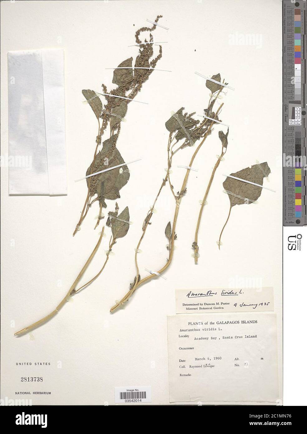 Amaranthus vividus L Amaranthus vividus L. Foto de stock