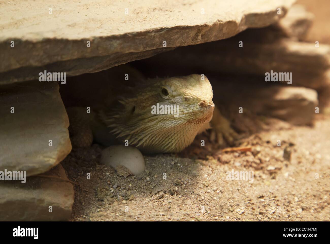 Pogona vitticeps lizard escondido debajo de una roca Foto de stock