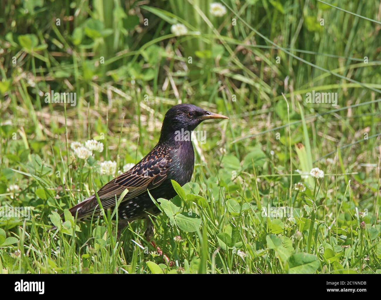 Star Sturnus vulgaris en el suelo cuando se busca comida Foto de stock