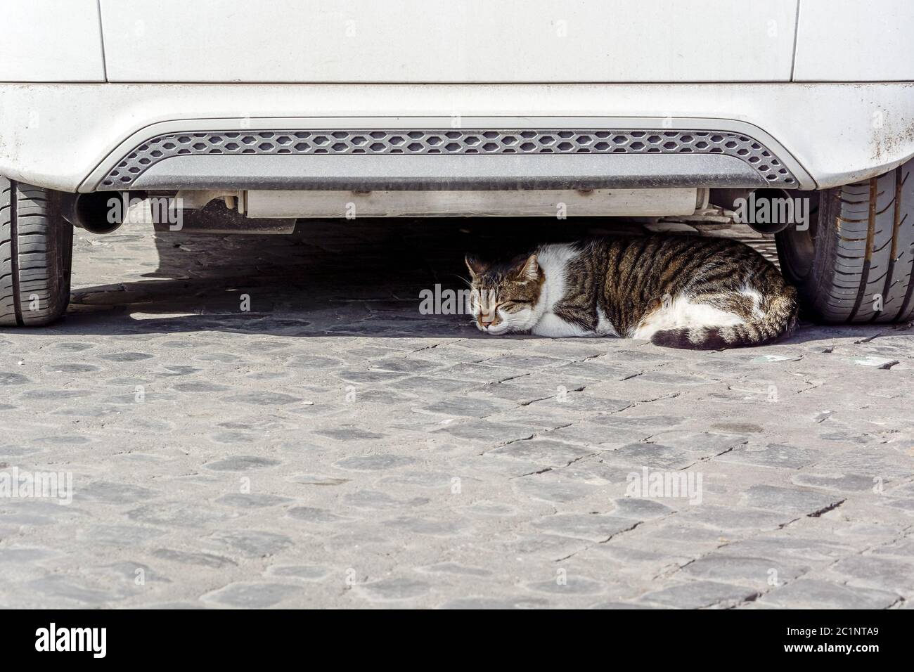 Gato durmiendo bajo un coche blanco Fotografía de stock - Alamy