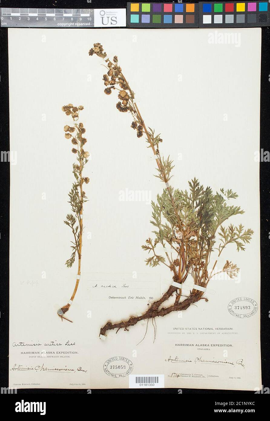 Artemisia arctica menos Artemisia arctica menos. Foto de stock