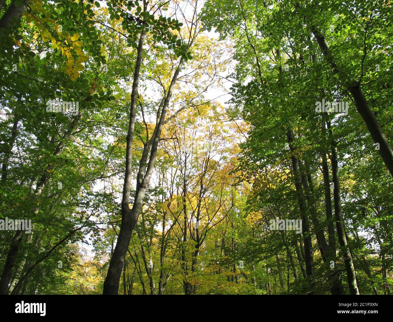 El comienzo del otoño o la caída en el bosque de hoja caduca Foto de stock