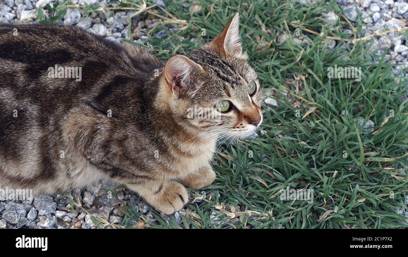 fotos de gato de perfil lateral, cabeza de gato de perfil lateral y ojos Foto de stock