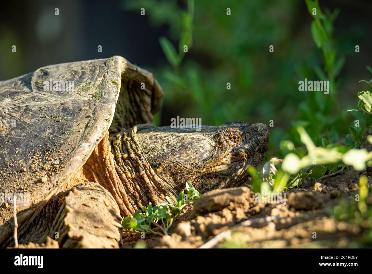Primer plano de la tortuga común de snapping (Charadriiformes) Foto de stock