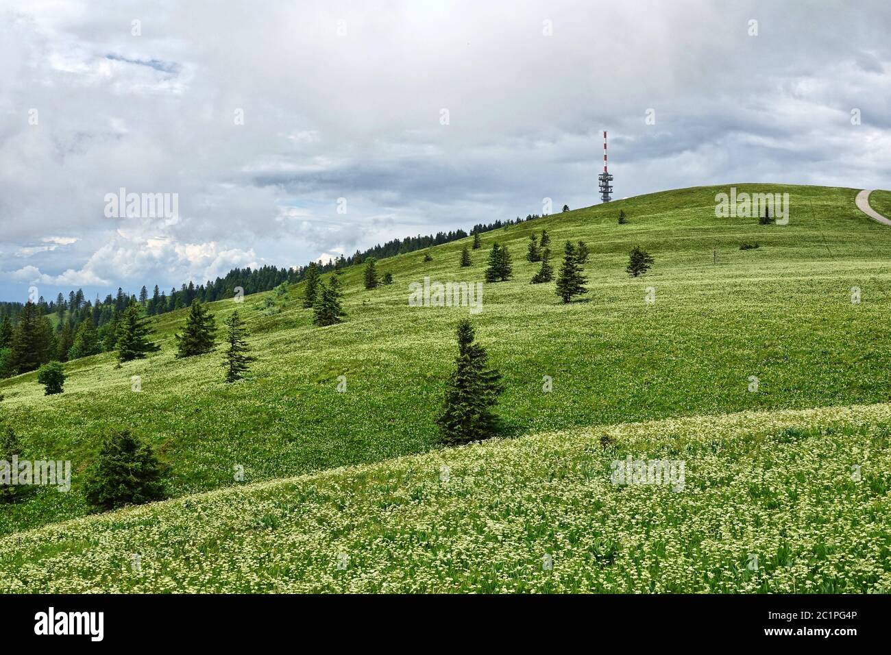 Vista a la cumbre de Feldberg en la Selva Negra Sur sobre prados con raíz de oso Meum athamancum Foto de stock