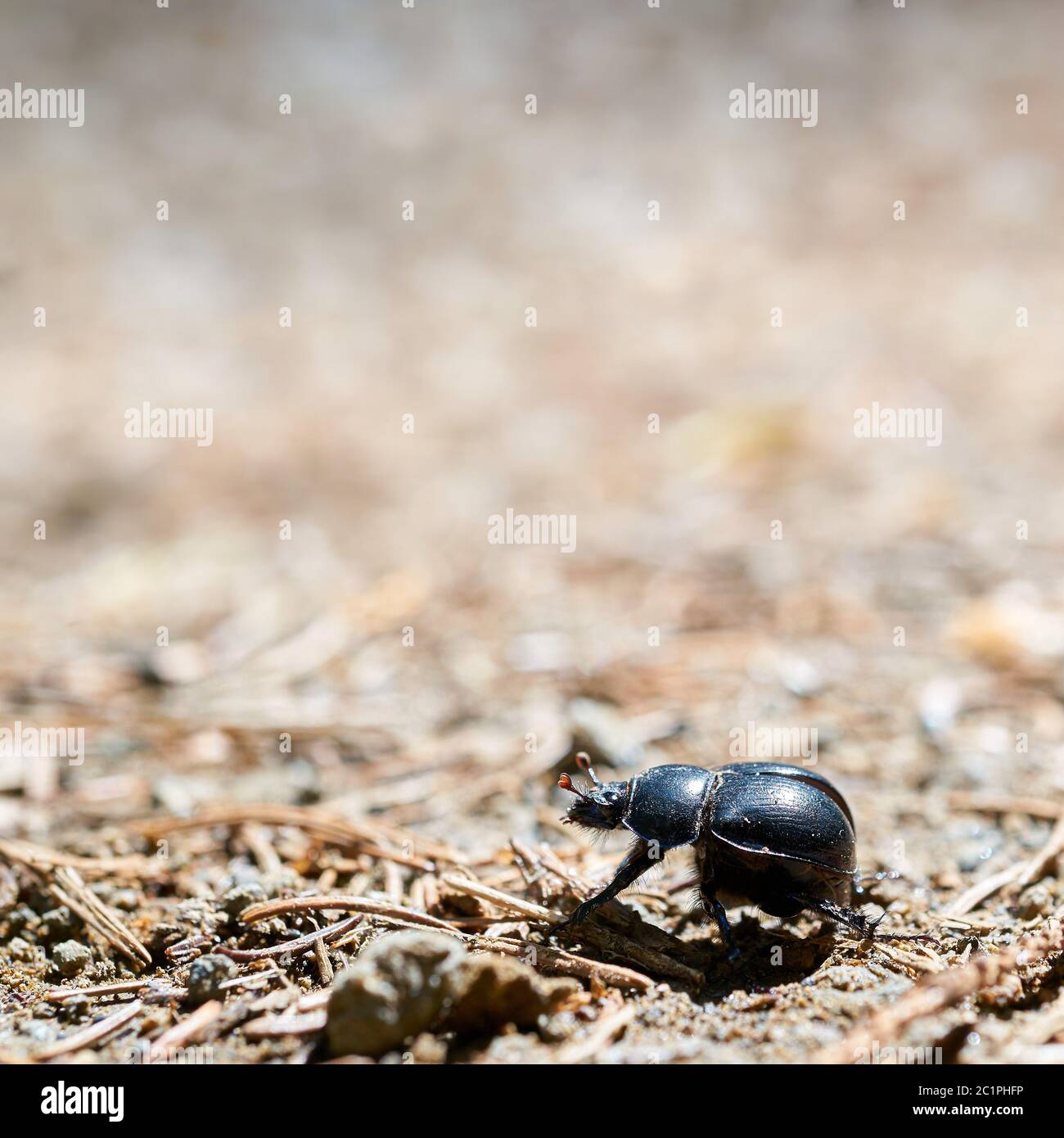 Un escarabajo de estiércol (Anoplotrpes stercorosus) en una ruta de senderismo en el bosque Foto de stock