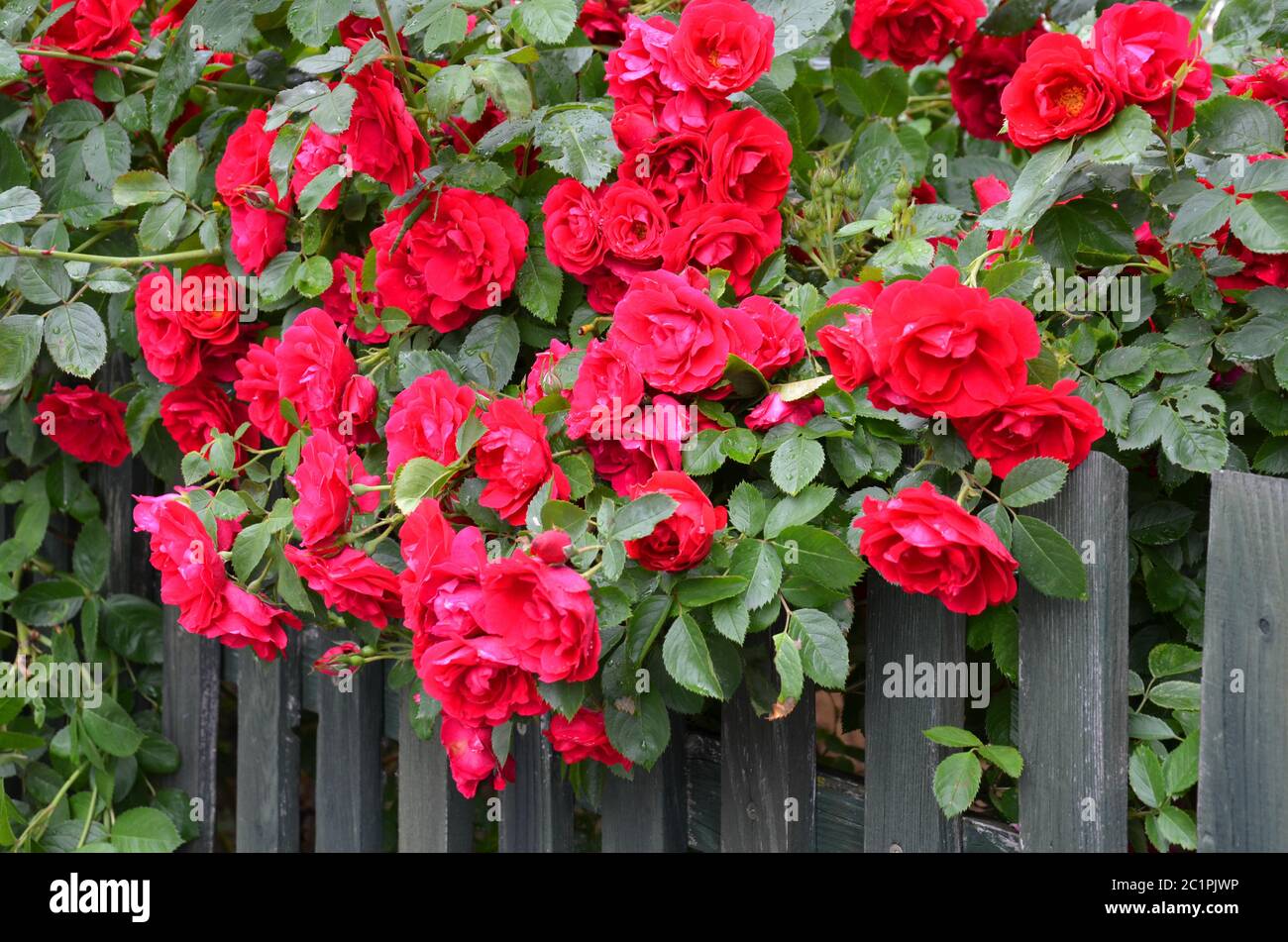 Rosa roja junio fotografías e imágenes de alta resolución - Página