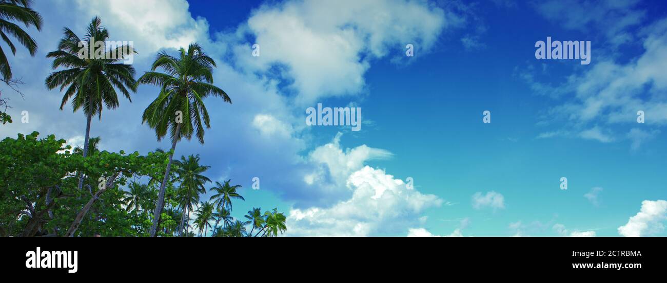 Palmeras y cielo azul. Fondo de viaje. Foto de stock