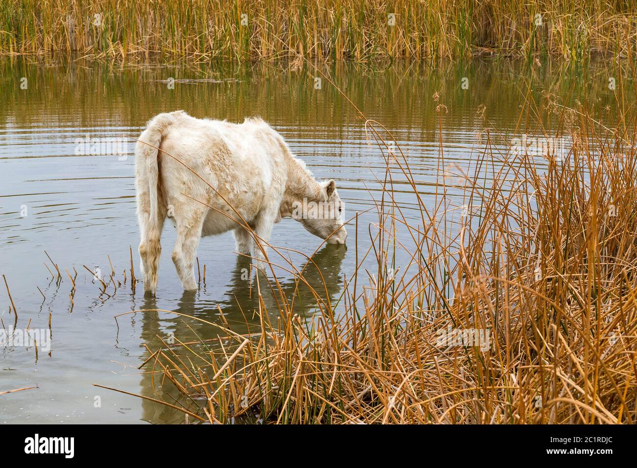 Vaca sedienta bebiendo en un estanque. Foto de stock