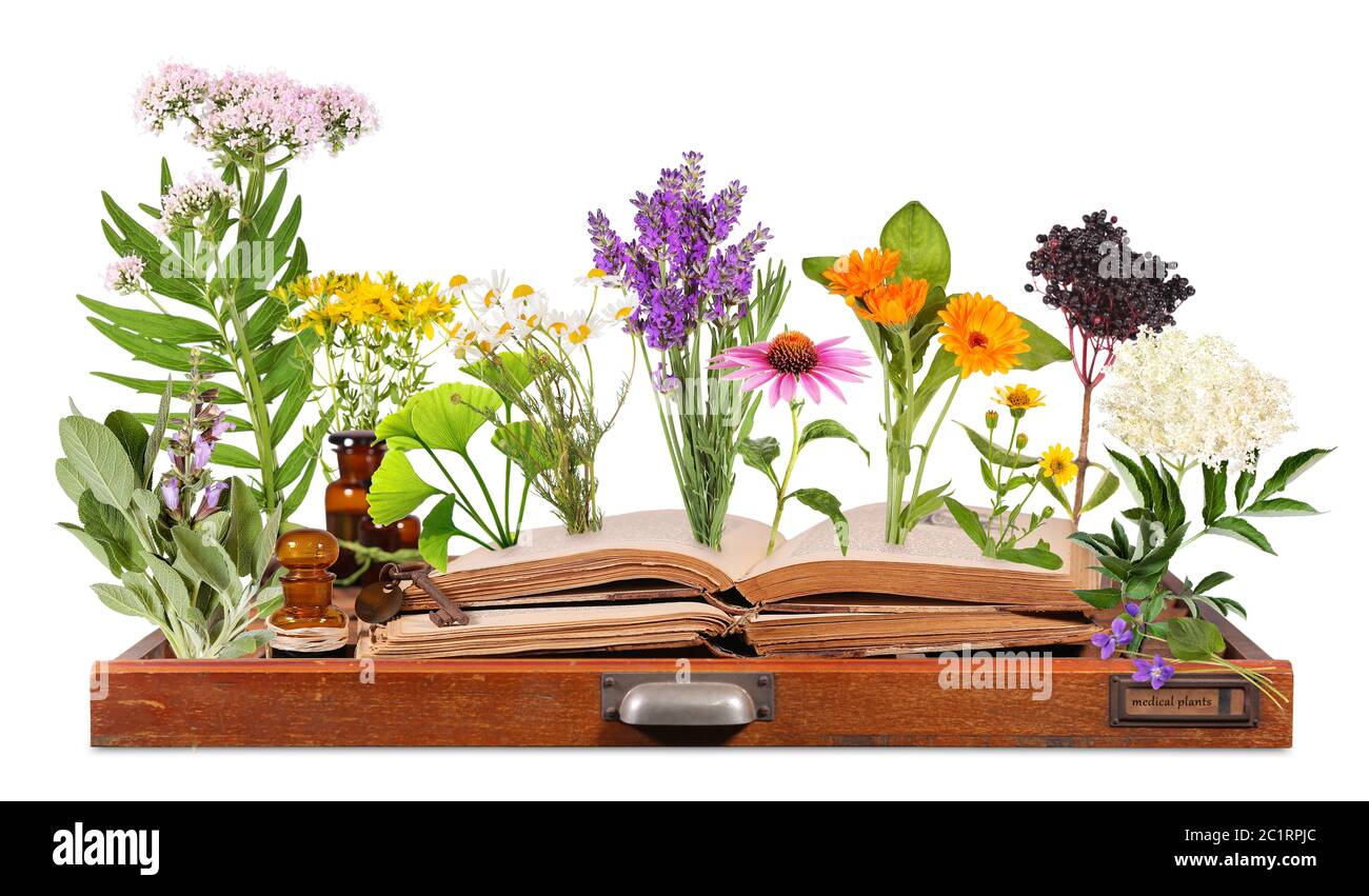 Plantas médicas con libros antiguos y estuche de letras Foto de stock