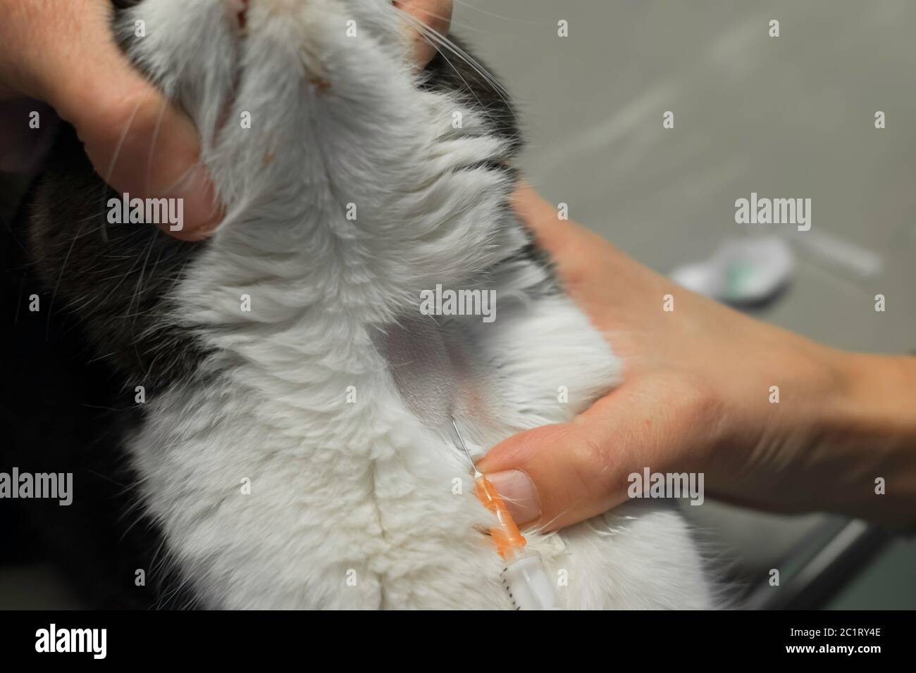 Vet toma una muestra de sangre de un gato de la vena yugular. El animal  está siendo retenido Fotografía de stock - Alamy