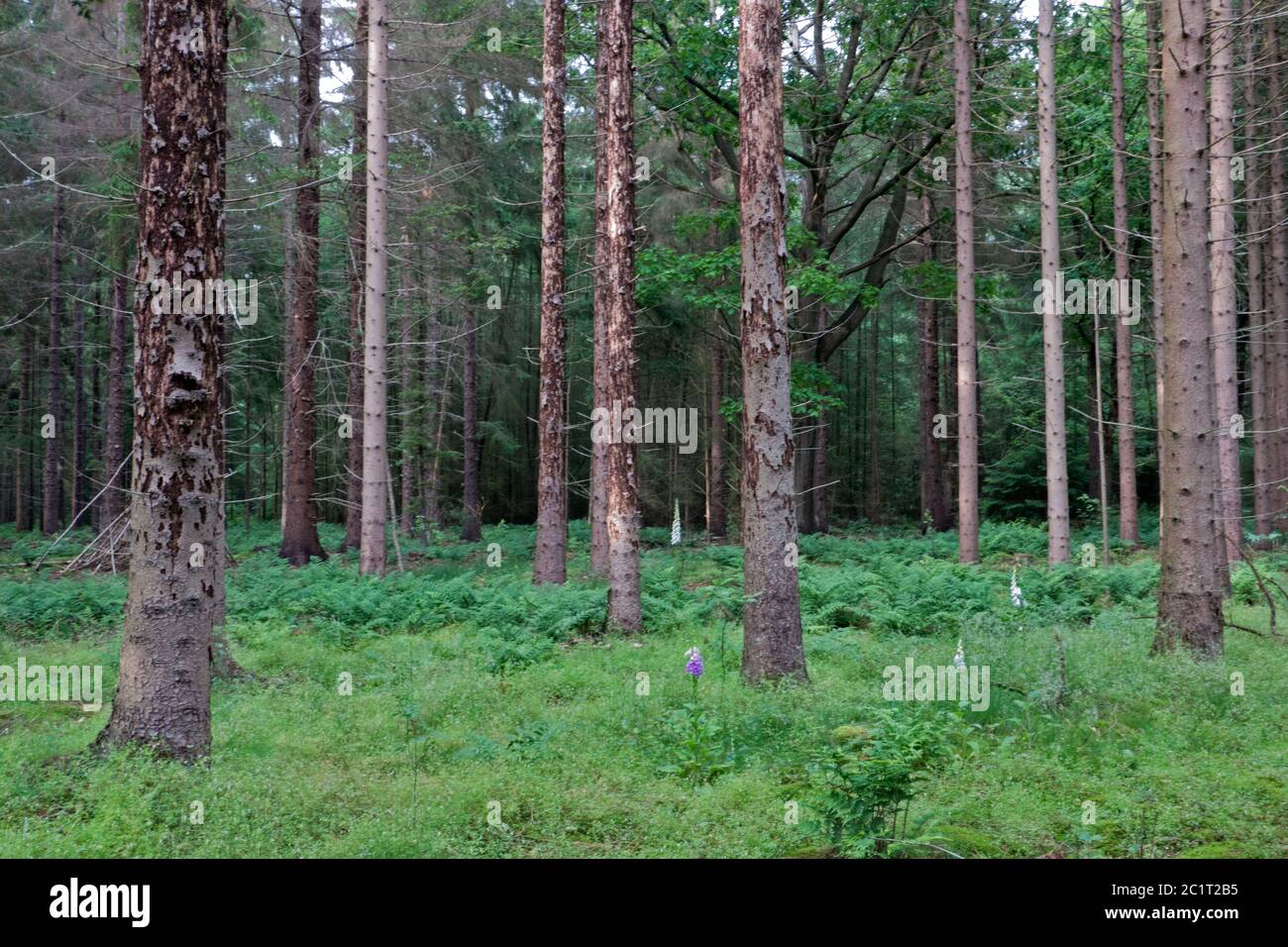 Mortalidad de árboles en los países Bajos: Árboles de picea dañados por escarabajos de la corteza de la picea Foto de stock