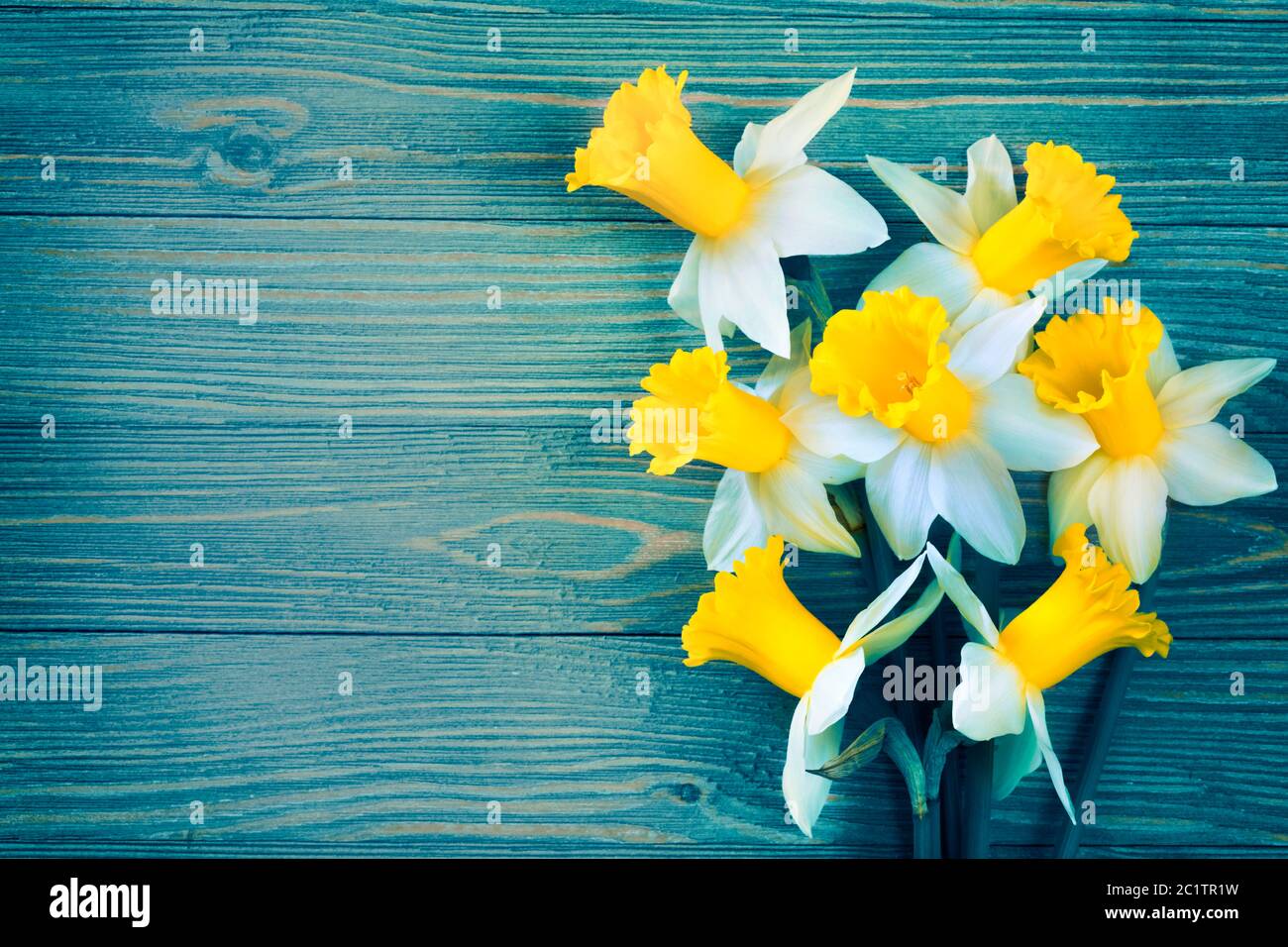 Flores de narciso sobre fondo de madera azul Foto de stock