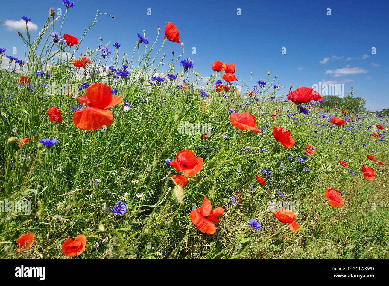 Isla de Rügen, Mönchgut, Alt Reddevitz, campos de amapolas rojas, Vorpommern-Rügen, Alemania, Europa Occidental Foto de stock