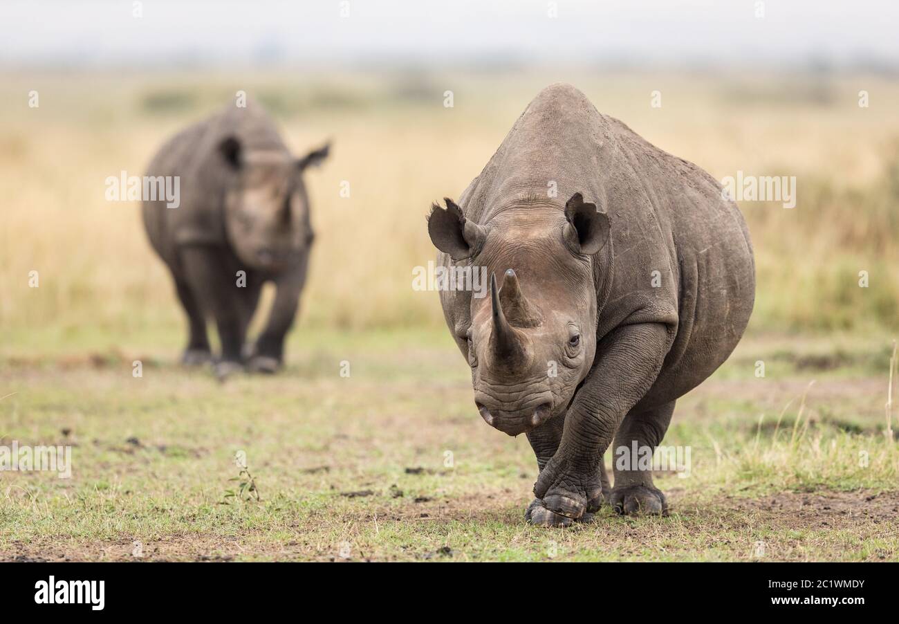 Dos adultos rinoceronte negro caminando hacia la cámara en la Reserva Masai Mara en Kenia Foto de stock
