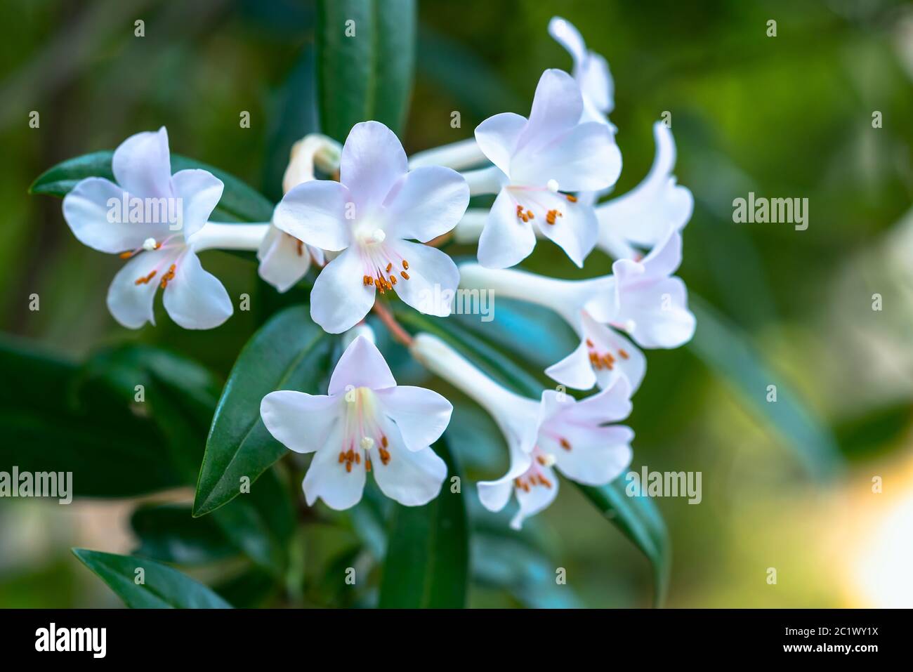 Azaleas australianas fotografías e imágenes de alta resolución - Alamy