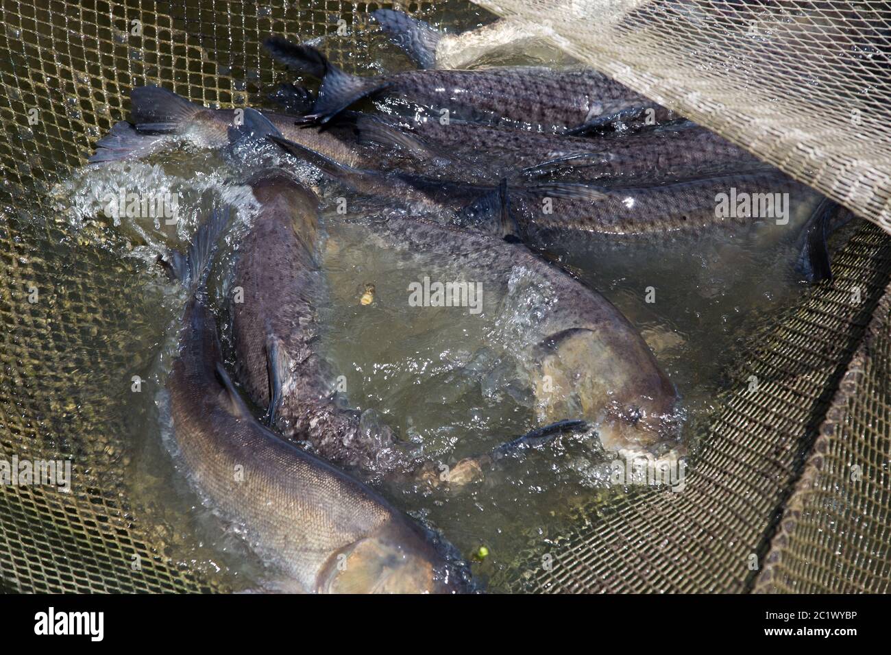 Los carpas de plata vivos en la jaula en la granja de cría de peces  Fotografía de stock - Alamy