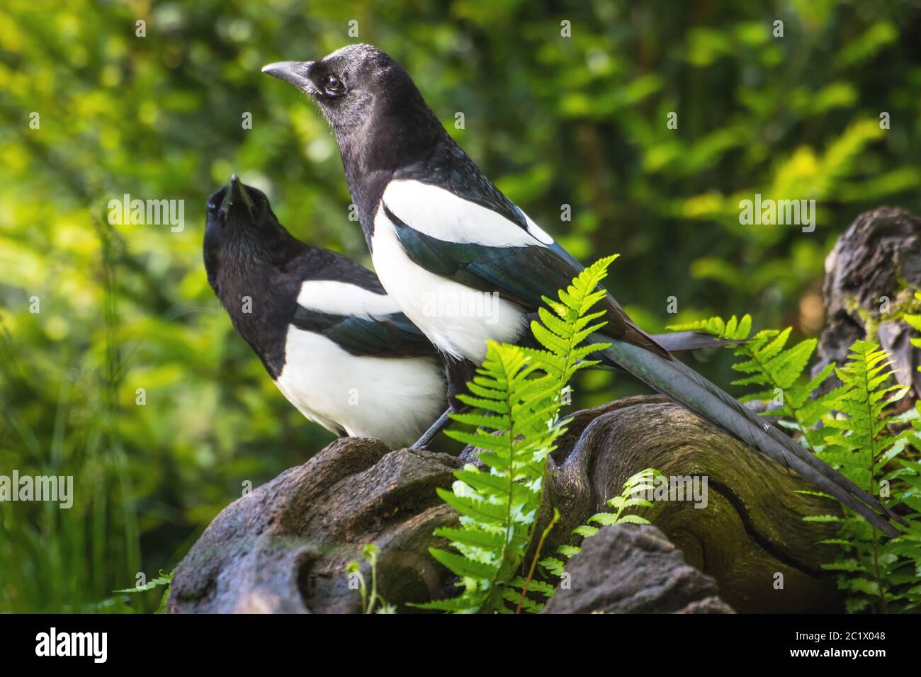 Magpie negro (pica pica), dos magpies negro en una raíz y peering, Suiza, Sankt Gallen Foto de stock