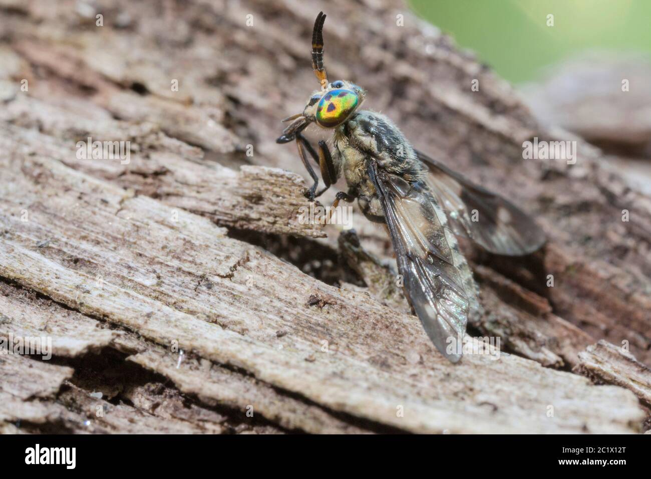 Deerfly, venado-fly, breezefly, breeze-fly, caballo-fly (Chrysops relictus), descansa sobre un pedazo de madera, Alemania, Baviera, Niederbayern, Baja Baviera Foto de stock