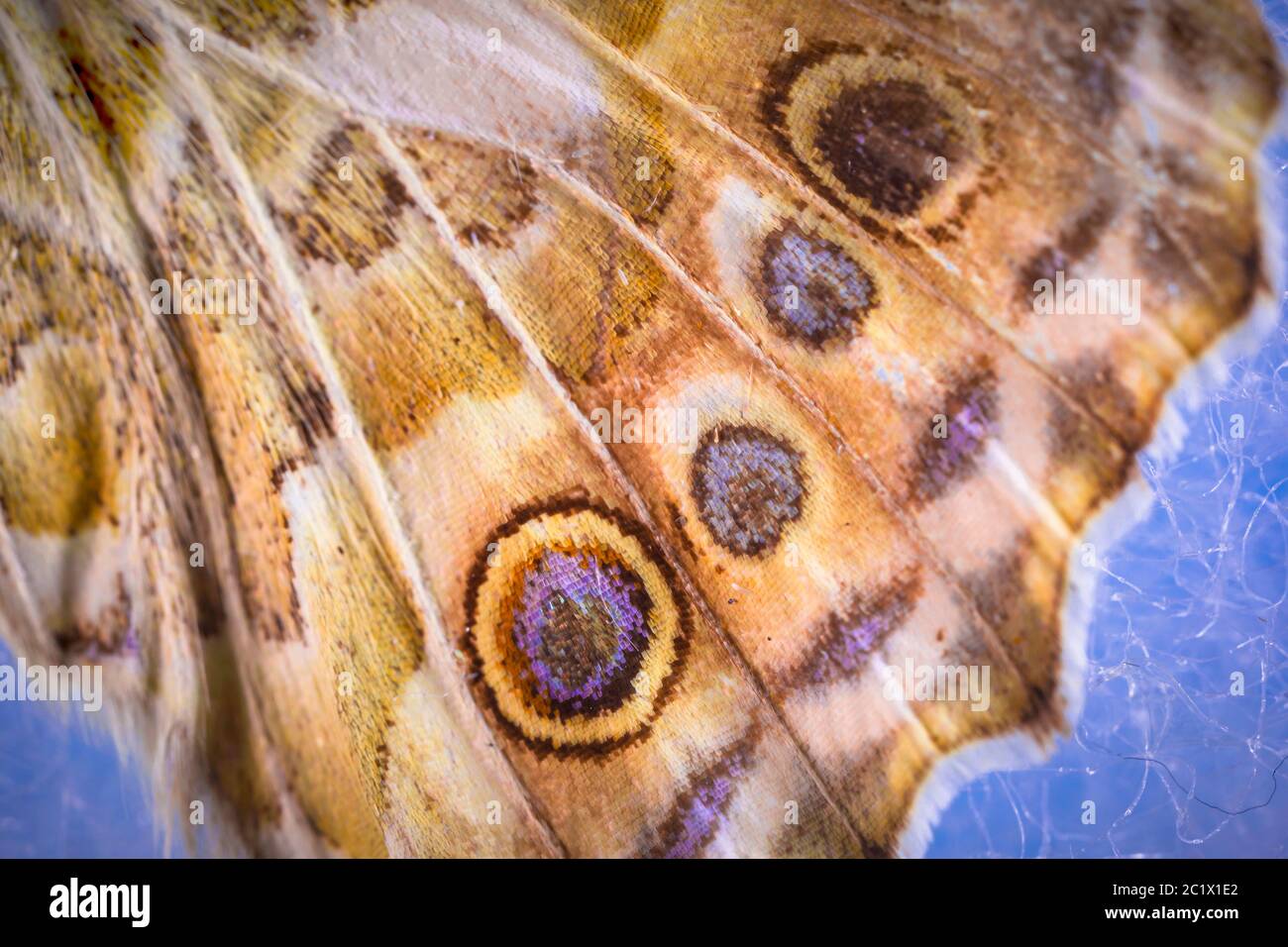 Mujer pintada (Cynthia cardui, Vanessa cardui, Pyrameis cardui), detalle de las marcas en las alas, parte inferior del ala trasera, camuflaje, Alemania, Baviera, Niederbayern, Baja Baviera Foto de stock