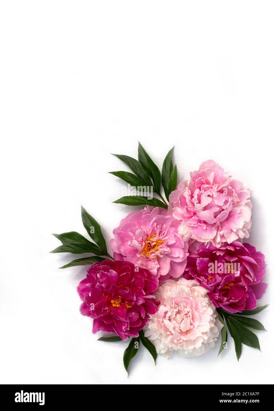 Borde de flor de flor de peonía rosa sobre fondo blanco. Vista superior, plano. Textura de la flor de peony. Foto de stock