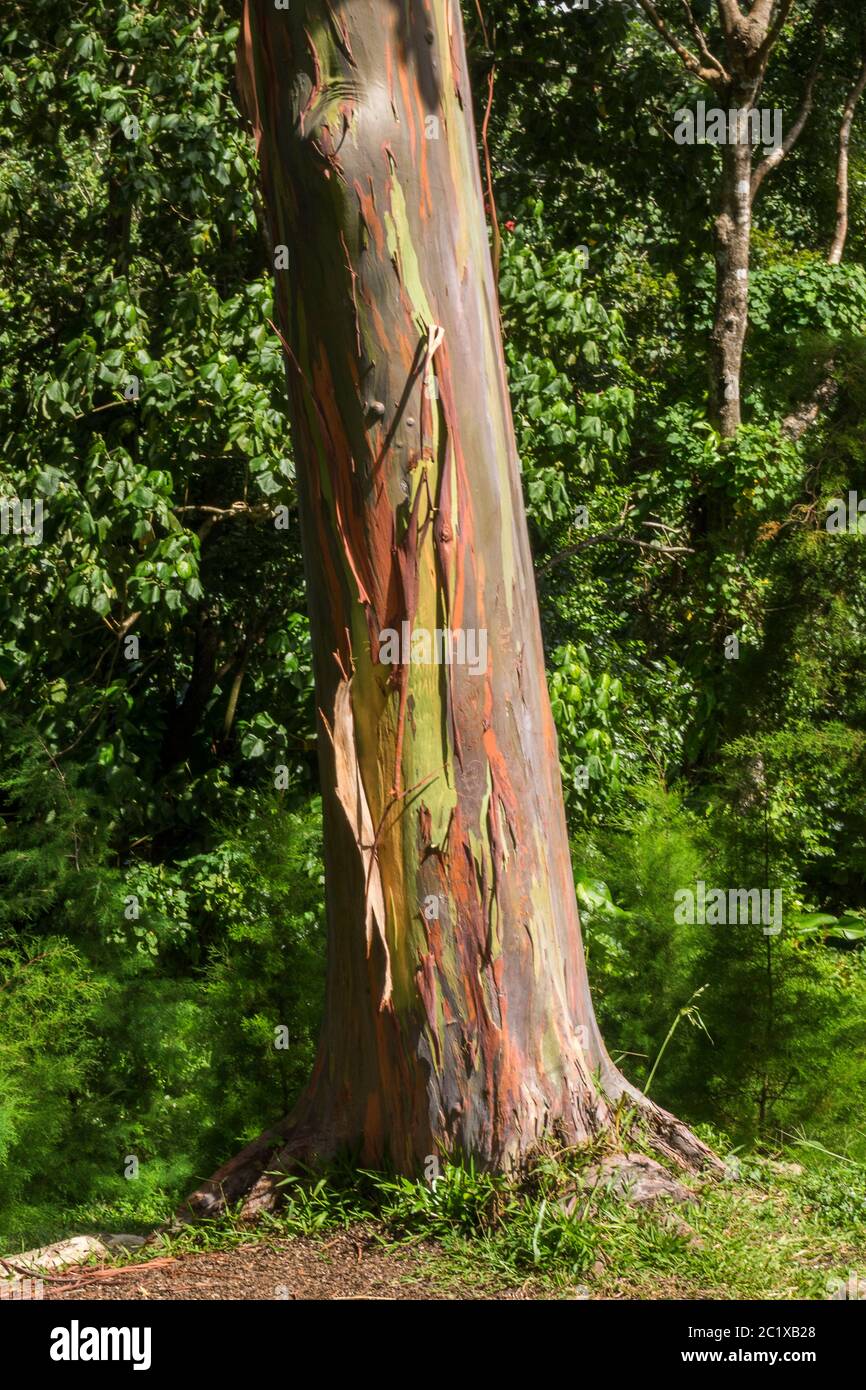  The Mahogany Tree * El árbol de caoba (English and