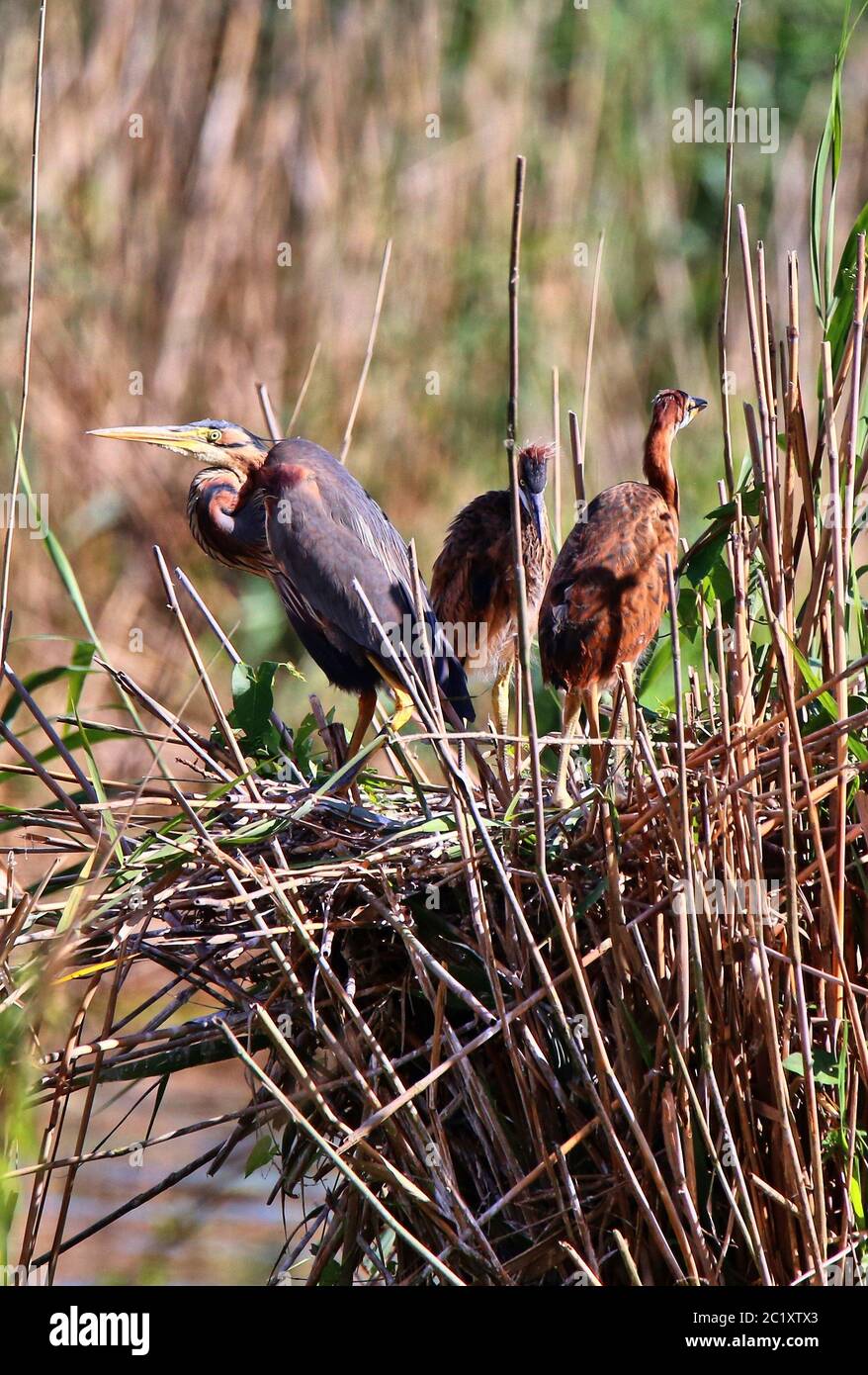 Garza púrpura Ardea purpurea con aves jóvenes en el niederung Wagbach Foto de stock