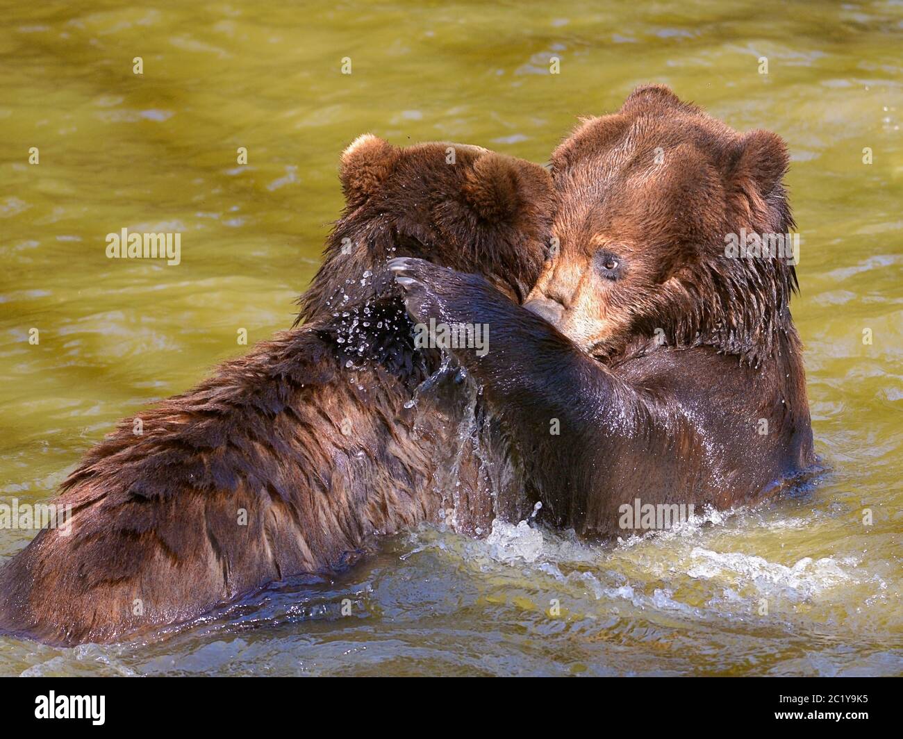 Grizzlies en el agua Foto de stock