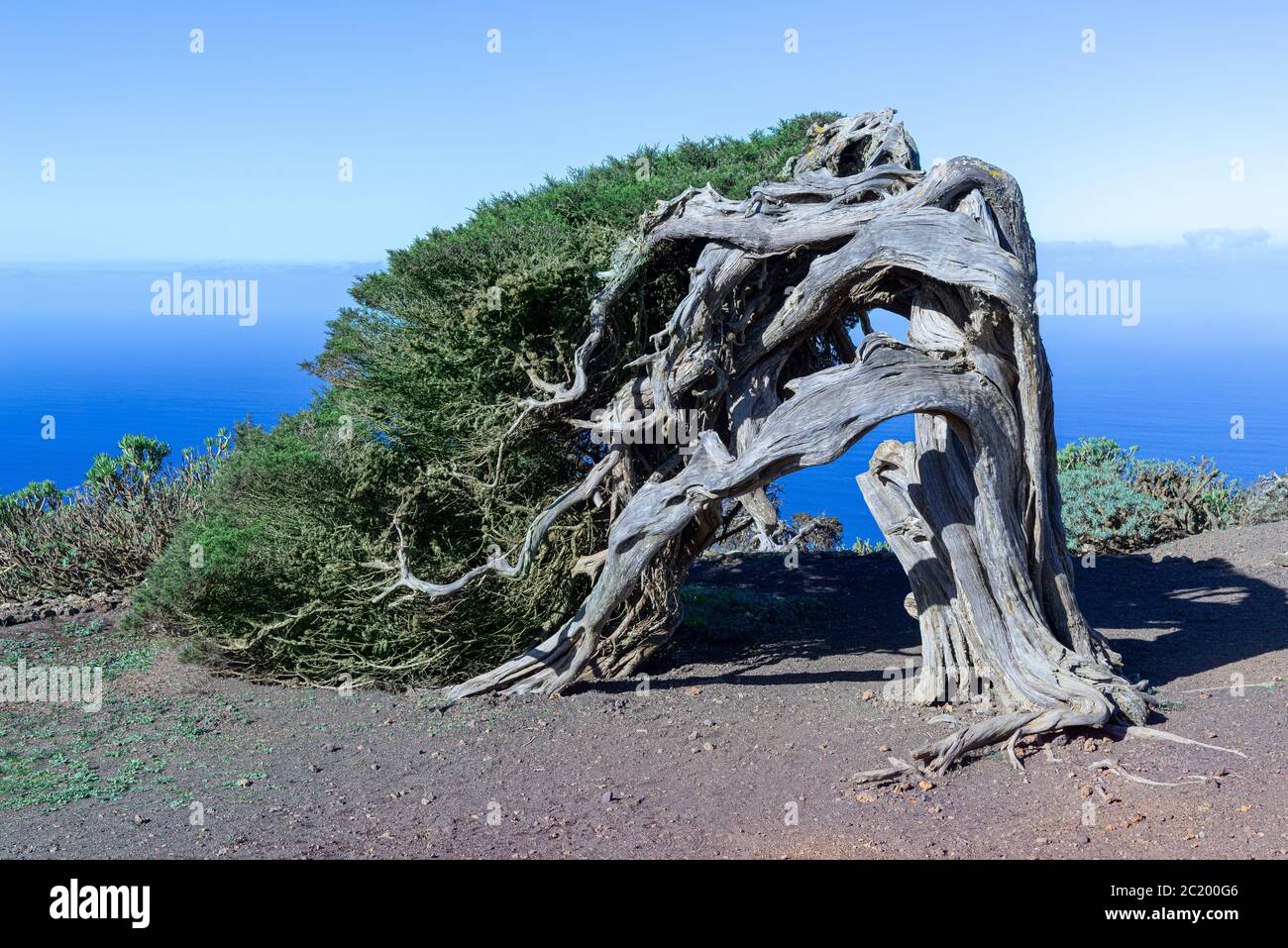 El famoso árbol Sabina enebro - punto de referencia de la isla de El Hierro,  Islas Canarias, España Fotografía de stock - Alamy