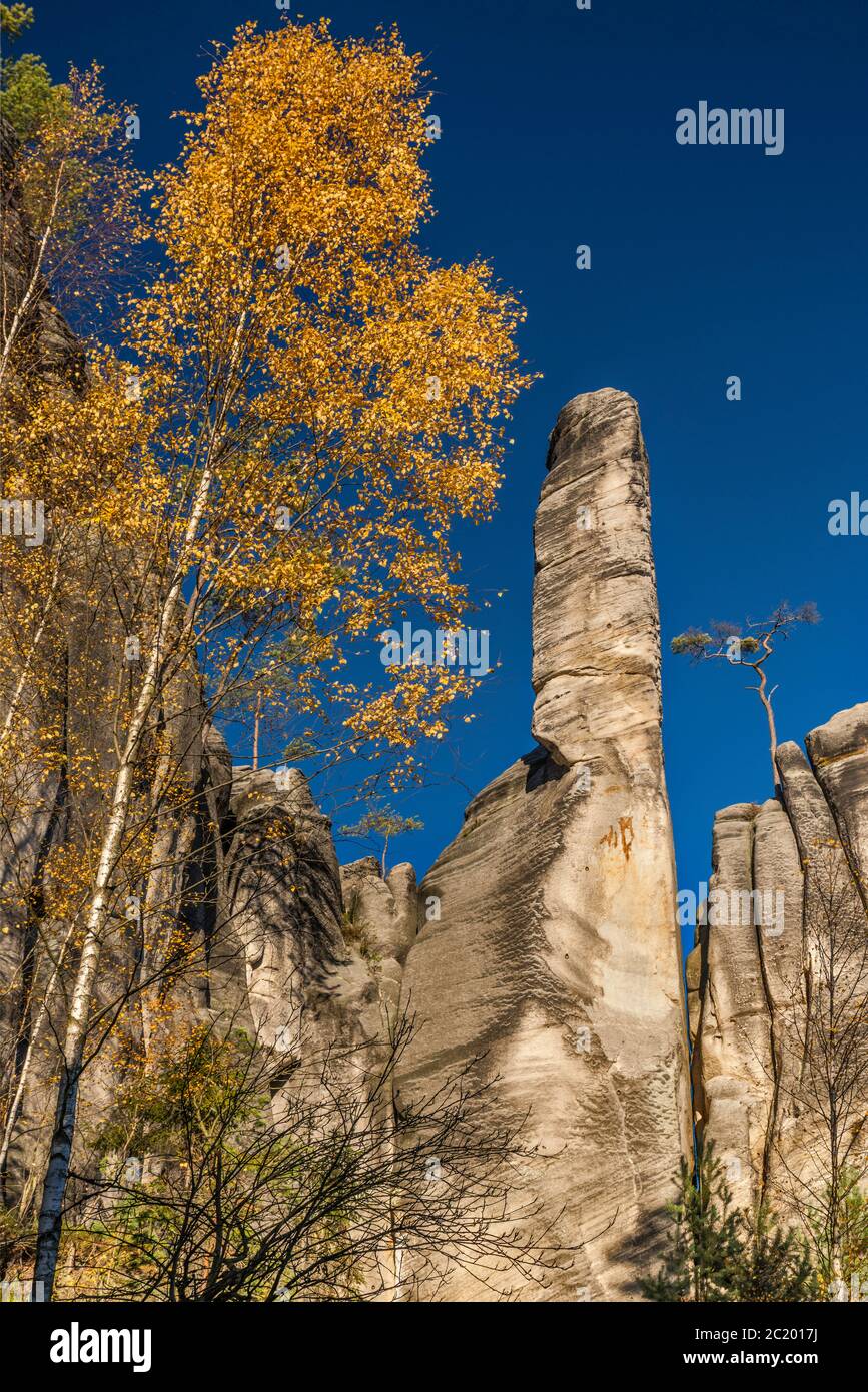 Torres de arenisca, abedul en otoño en las rocas de Adrspach, Reserva Natural Nacional de las rocas de Adrspach-Teplice, Sudetes centrales, Bohemia, República Checa Foto de stock