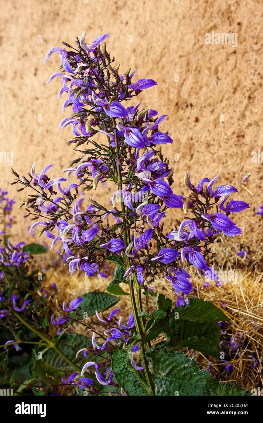 Flores moradas hojas largas fotografías e imágenes de alta resolución - Alamy Flores moradas hojas largas fotografías e imágenes de alta resolución - Alamy