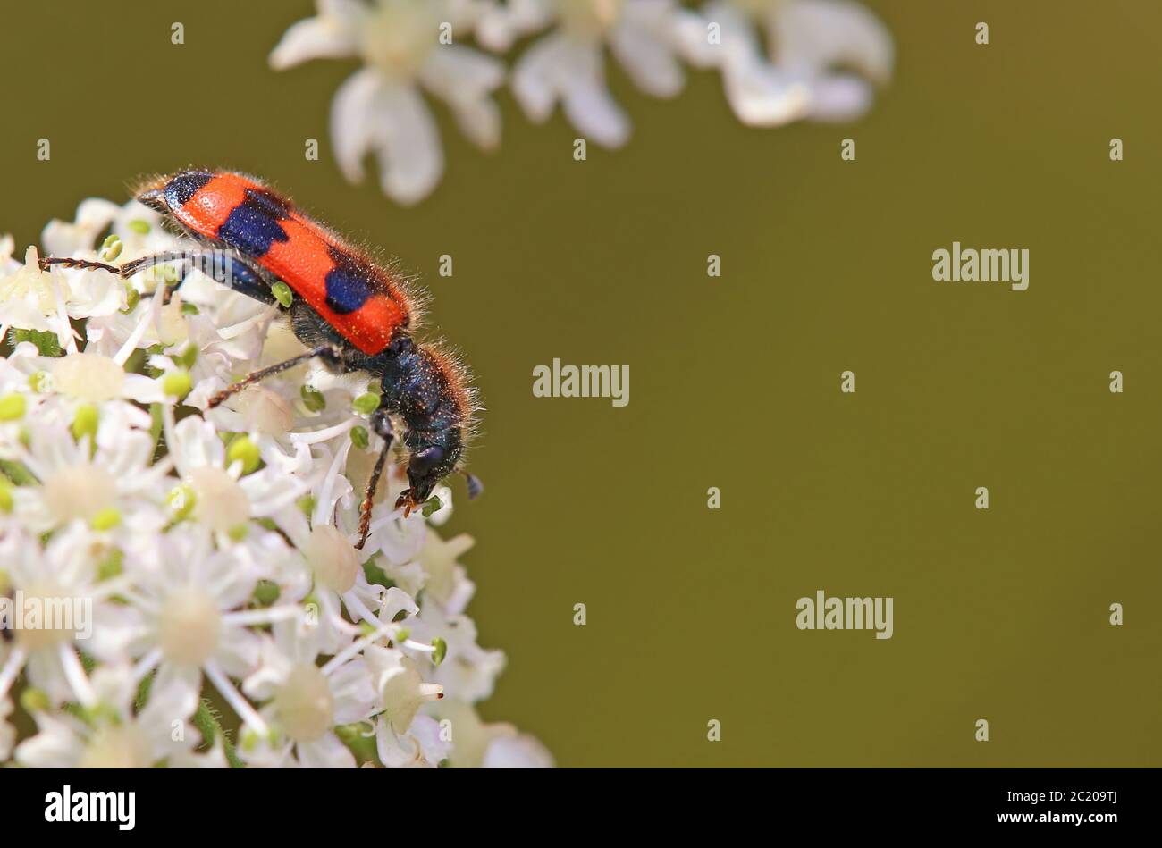 Escarabajo rojo-negro trichodes apiarius Foto de stock