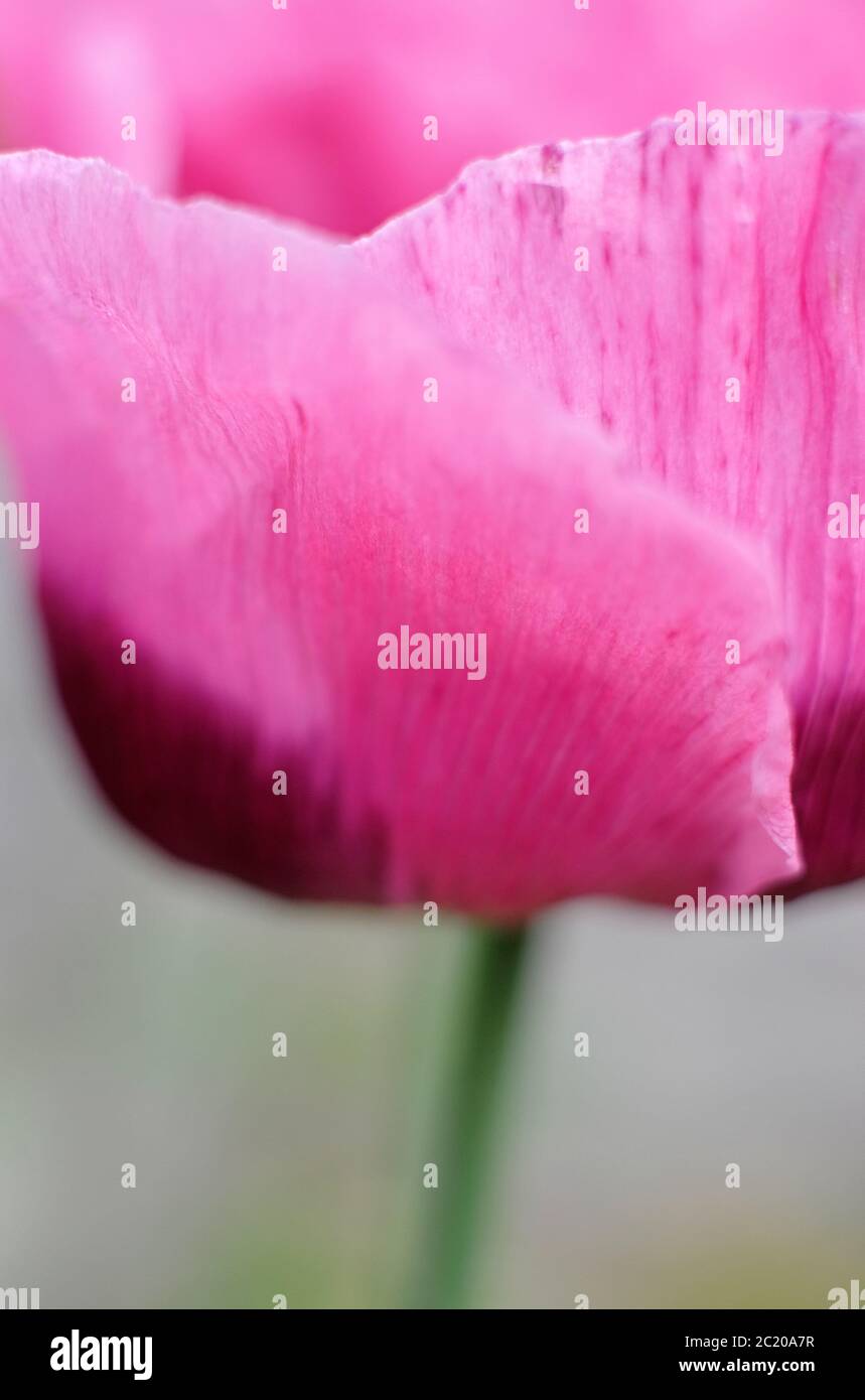 pétalos de amapola púrpura, papaver somniferum, norfolk, inglaterra Foto de stock