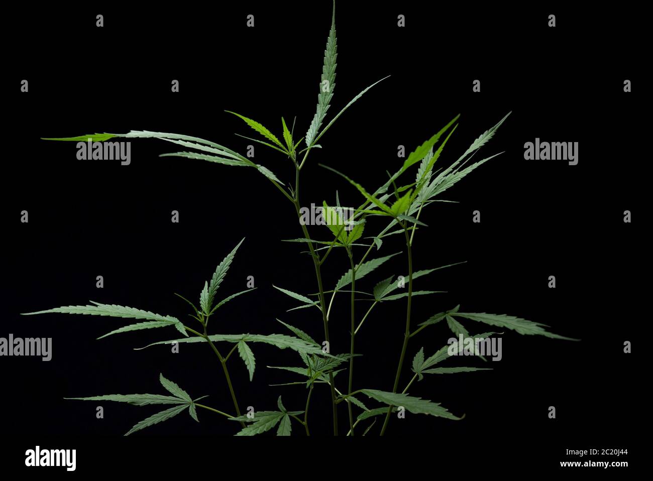 Hoja de cannabis en el fondo negro aislado Foto de stock