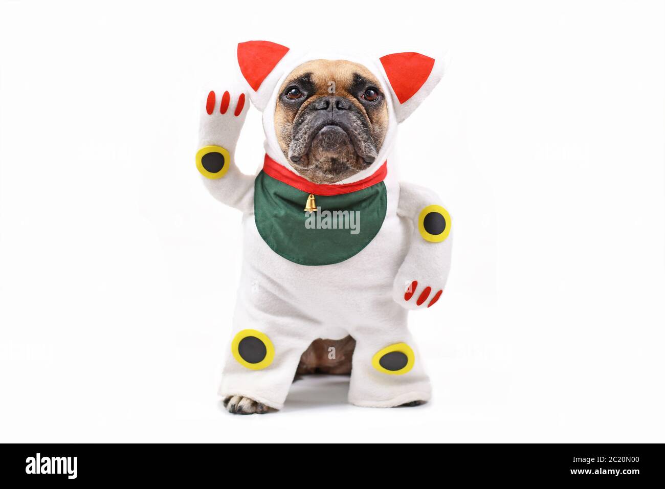 Perro Bulldog francés vestido con el tradicional japonés llamado 'Maneki  Neko' disfraz de gato con un brazo falso levantado sobre fondo blanco  Fotografía de stock - Alamy
