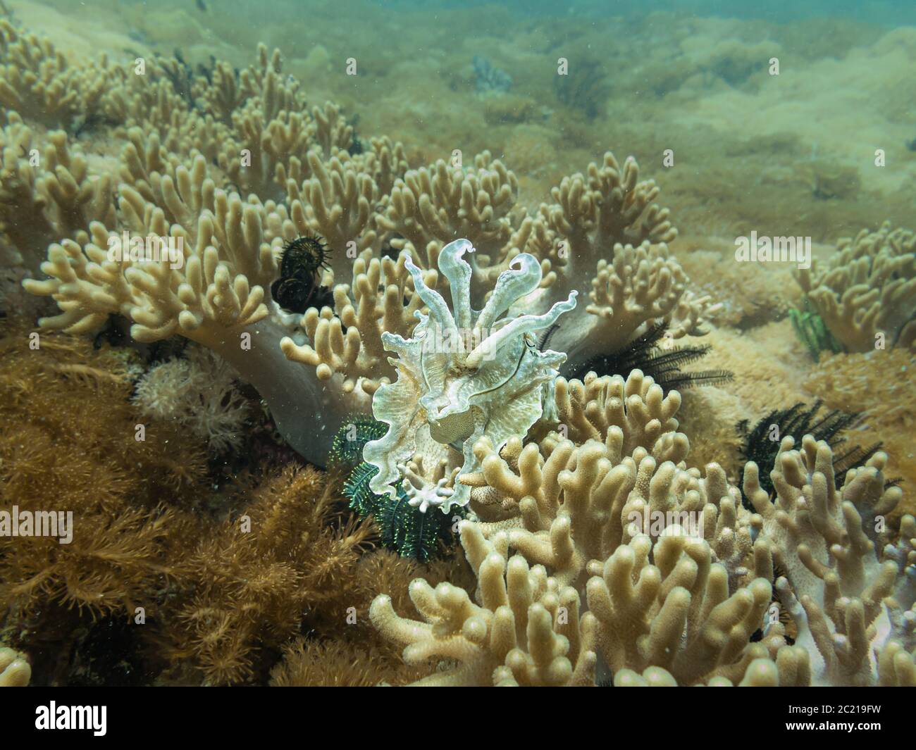 Estos arrecifes de coral tienen una biodiversidad excepcional y están en el centro del triángulo de coral Foto de stock