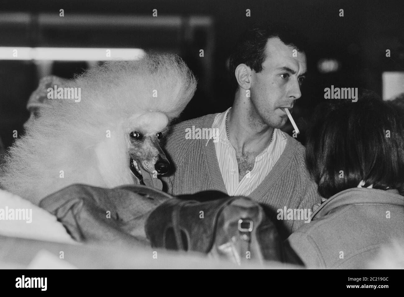 Dueño de un perro nervioso con un cigarrillo esperando a ser llamado para su Poodle Estándar para ser juzgado en el show de perros Crufts. Earls Court. Londres. Alrededor de 1989 Foto de stock