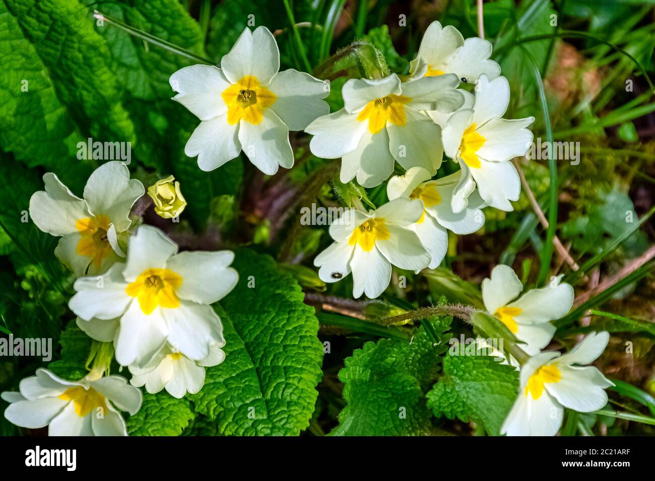 Primula vulgaris conocida como primrose común o primrose inglesa - flores silvestres de primavera en el parque británico - Stowe, Buckinghamshire, Reino Unido Foto de stock