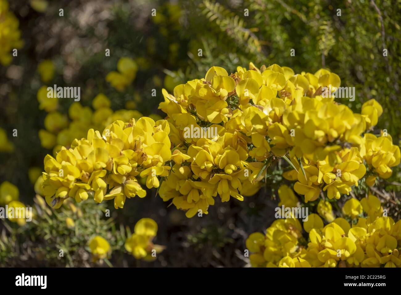 Floración Madeira Baroom (Genista maderensis) Foto de stock