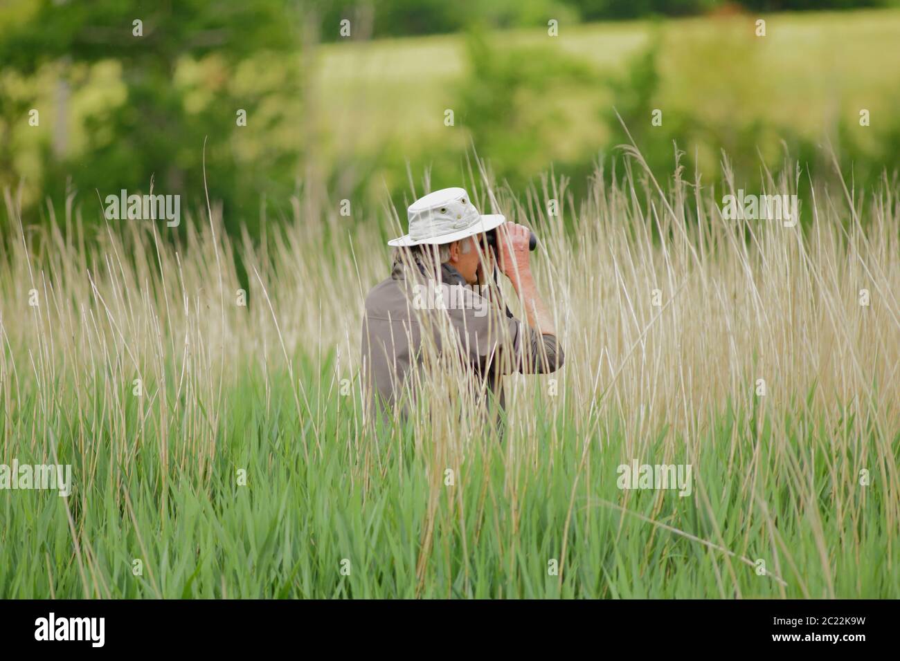 Observador de aves observando la fauna silvestre de la hierba de caña en los humedales de Seaton, Devon Foto de stock